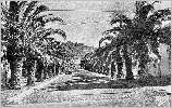 Gouraya
