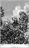 Gravure : prise de Constantine