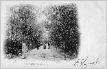 Jardin d'Essai : bambous