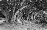 Jardin d'Essai : caoutchoucs