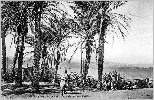 Jardin d'Essai : vue d'Alger
