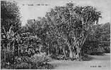 Jardin d'Essai : yuccas