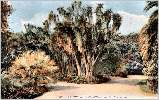 Jardin d'Essai : yuccas