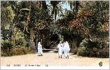 Jardin d'Essai : yuccas