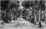 Jardin d'Essai : yuccas