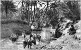Oued dans l'oasis