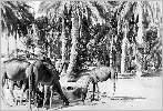 Toggourt